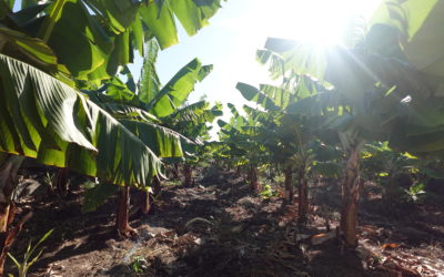 Le calme d’une bananeraie et la sagesse de la banane canarienne